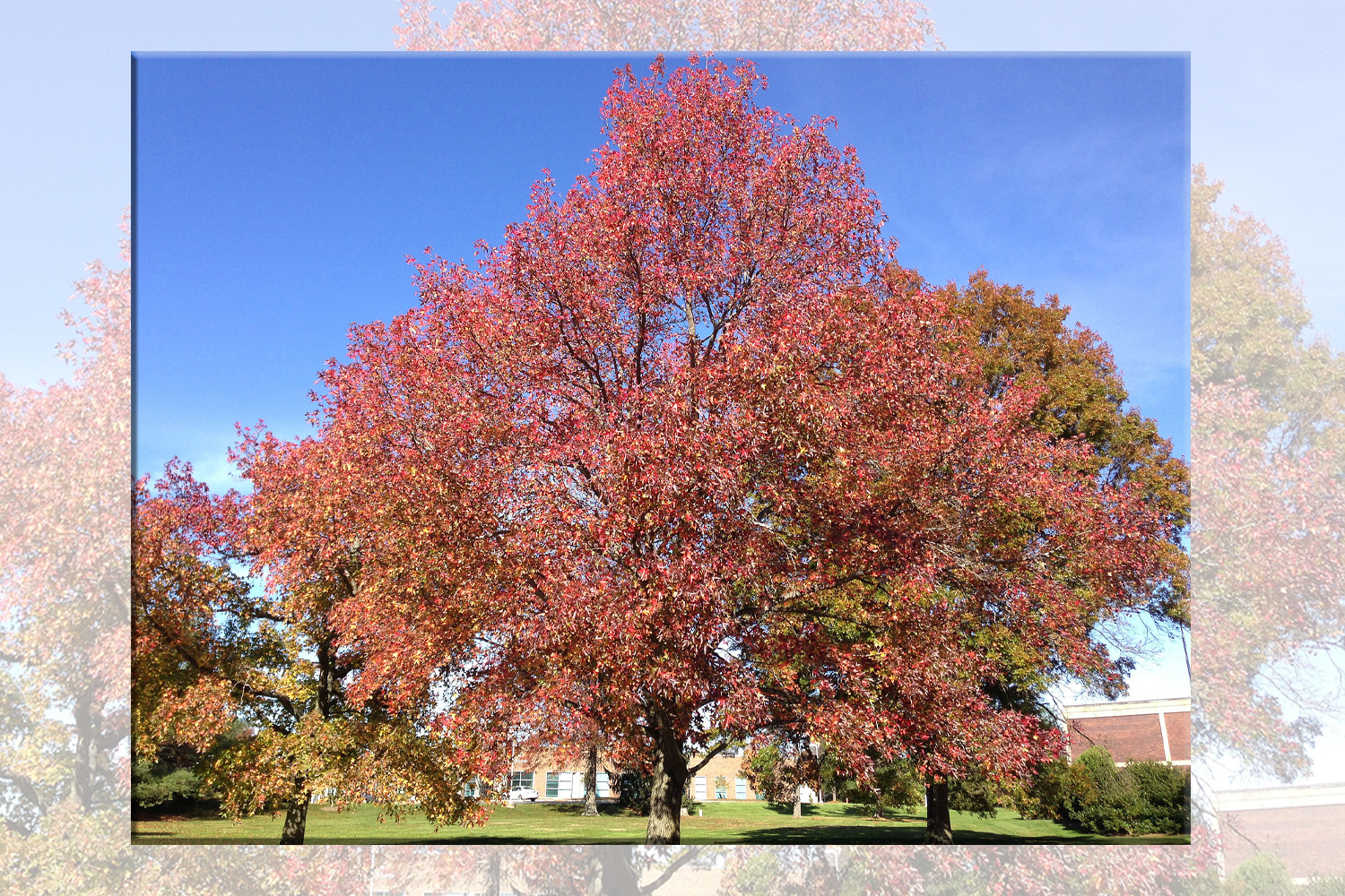 Sweet Gum Tree Plantings Suffolk Hydroseeding.com 